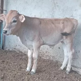ŞWES TOHUM OKÜZ ARASSA
