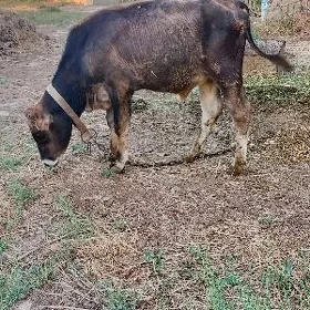 Öküz