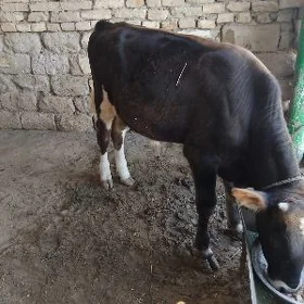 ARASSA ŞWES TOHUM OKÛZ