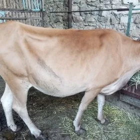 Sygyr