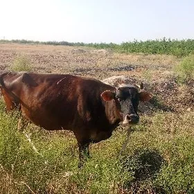 Gölelisygyr