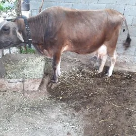 goleli sygyr