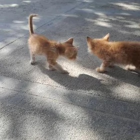 pişik