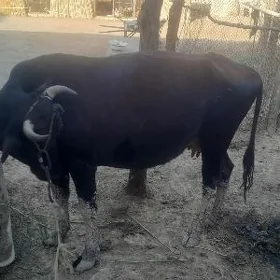 Goleli sygyr