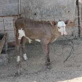 SİMANTAL ÖKÜZ