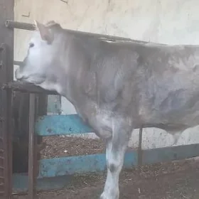 KELEK OKÜZ ARASSA