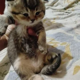 котёнок