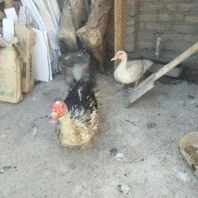 мускуй девочка и мальчик