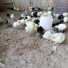 İnduk Jüýje
