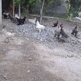 brama horaz we towuk
