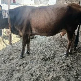 Bakylan sygyr