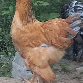 brama