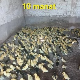 Ak gaz jüýje gak-gak