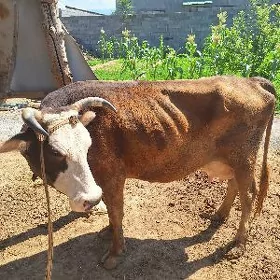 Göleli Sygyr