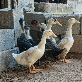 gak gak ordek