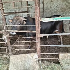 🦬Bakylan okuzler🦬