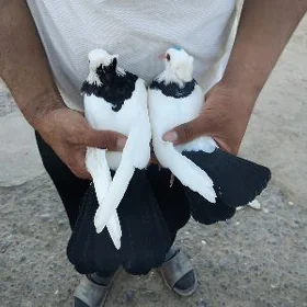 kepderi