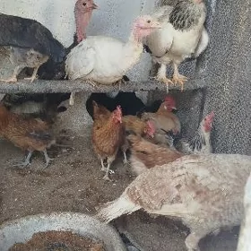 induklar