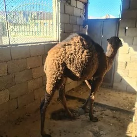 ogşuk torum