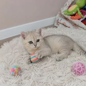 Шотландские Шиншиллы