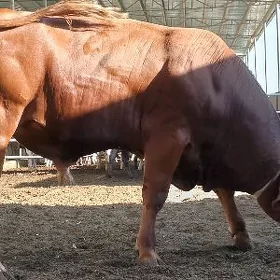 öküz