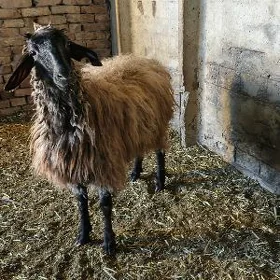 goýun