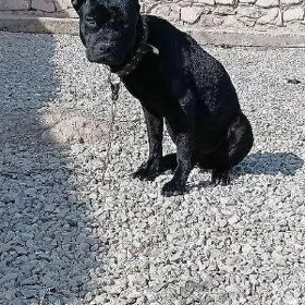 KÖNE KORSE BILEN PITBUL GARYŞA
