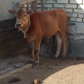 Òkuzçe