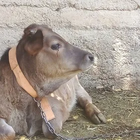 ÖKIZ