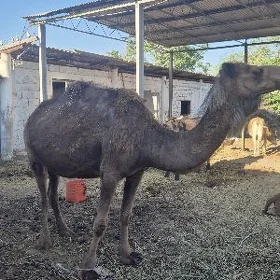 Köşekli düÿe