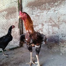 Taşgent Horaz Abmen.