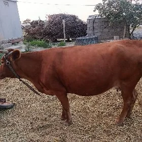 Gysyr Sygyr