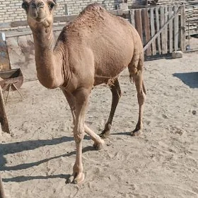 ogsuk