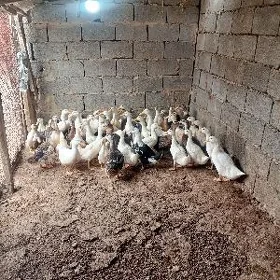 ördek gak gak