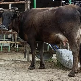 GÖLELİ SYGYR