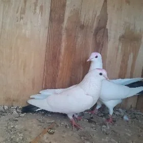 Kepderi
