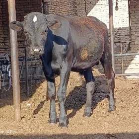 Okuzce
