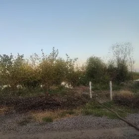 gres daçada ot ayyrmaly