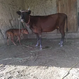 tanaly sygyr