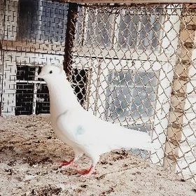 kepderi