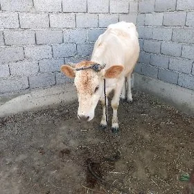 tüwe
