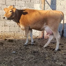 Göleli Sygyr