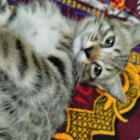 kisa