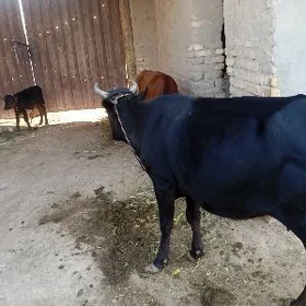 Goleli Sygyr