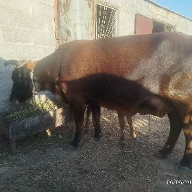 sygyr