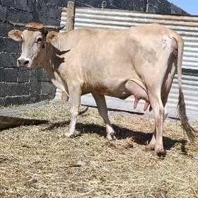 Sagylýan Bogaz Sygyr