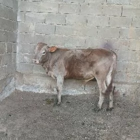öküz