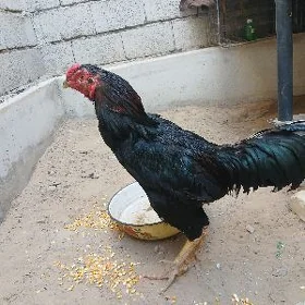 Höraz