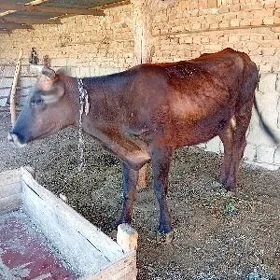 gysyr sygyr
