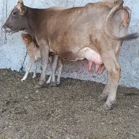 GÖLELI SYGYR